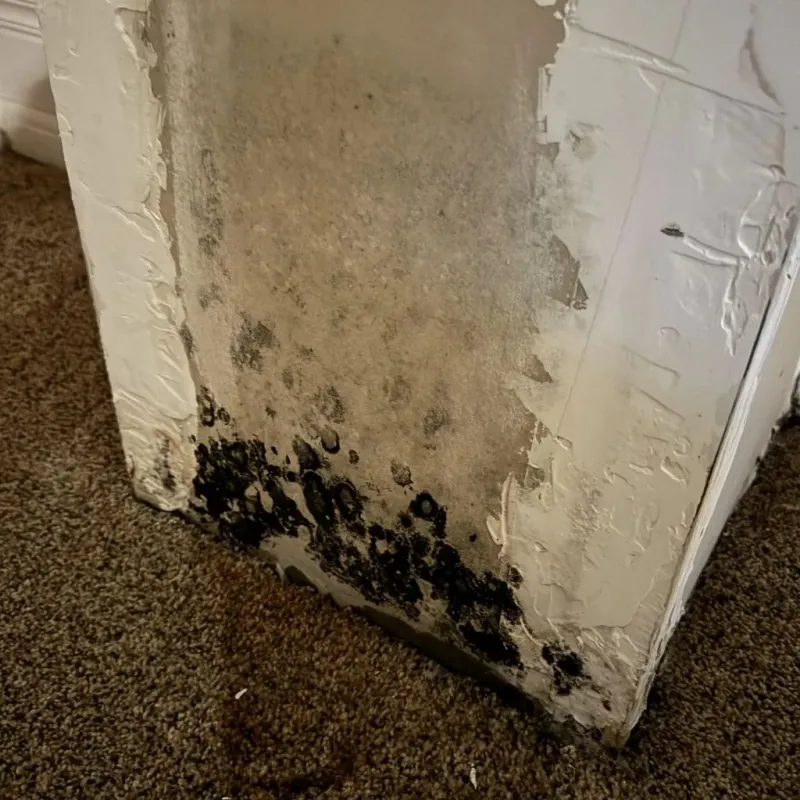Professional Mold Removal in Middlesex, NJ